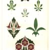 Figure 6. Ornamental motifs that evoke the “mental conception” of a leaf-bud. Plate II from Dresser, _The Art of Decorative Design_ (1862). Courtesy of the Department of Special Collections, Stanford University Libraries.