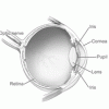 NEA08-eye-anatomysm