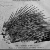 1French_Porcupine
