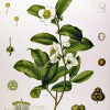 Figure 1: Illustration of the Tea Plant