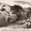 Illustration-7_British-Lion_Punch