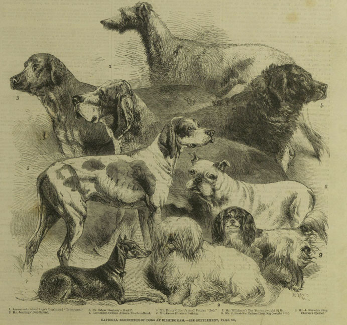 national exhibition of dogs