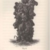 “A tower-like casting, probably ejected by a species of Perichæta, from the Botanic Garden, Calcutta: of natural size, engraved from a photograph.” Charles Darwin, _The Formation of the Vegetable Mould by the Action of Worms_ 124.