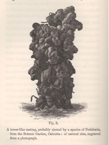 A tower-like casting, engraved from a photograph