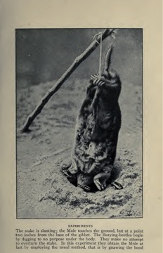 A mole suspended on a stake