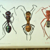 Figure 7 – Ants