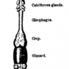 Figure 5: A diagram of the worm’s alimentary canal from Charles Darwin's _Worms_, 18.