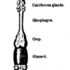 darwin drawing of alimentary canal