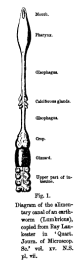 A diagram of the worm’s alimentary canal from Charles Darwin's _Worms_