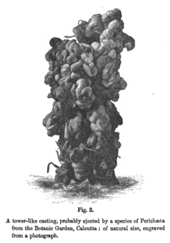 illustration of eath cast up by worms from Charles Darwin's book _Worms_