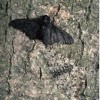 Common (lower right) and melanistic (top left) peppered moths rest on an unpolluted tree trunk