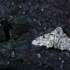 Common (bottom right) and melanistic (top left) peppered moths rest on a tree trunk blackened with coal soot