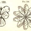 Figure 7. Dresser, illustrations of a violet, a flower that we encounter as a “vertical ornament” with bi-lateral symmetry (left) and a flower we encounter as a “horizontal ornament” with radial symmetry (right).