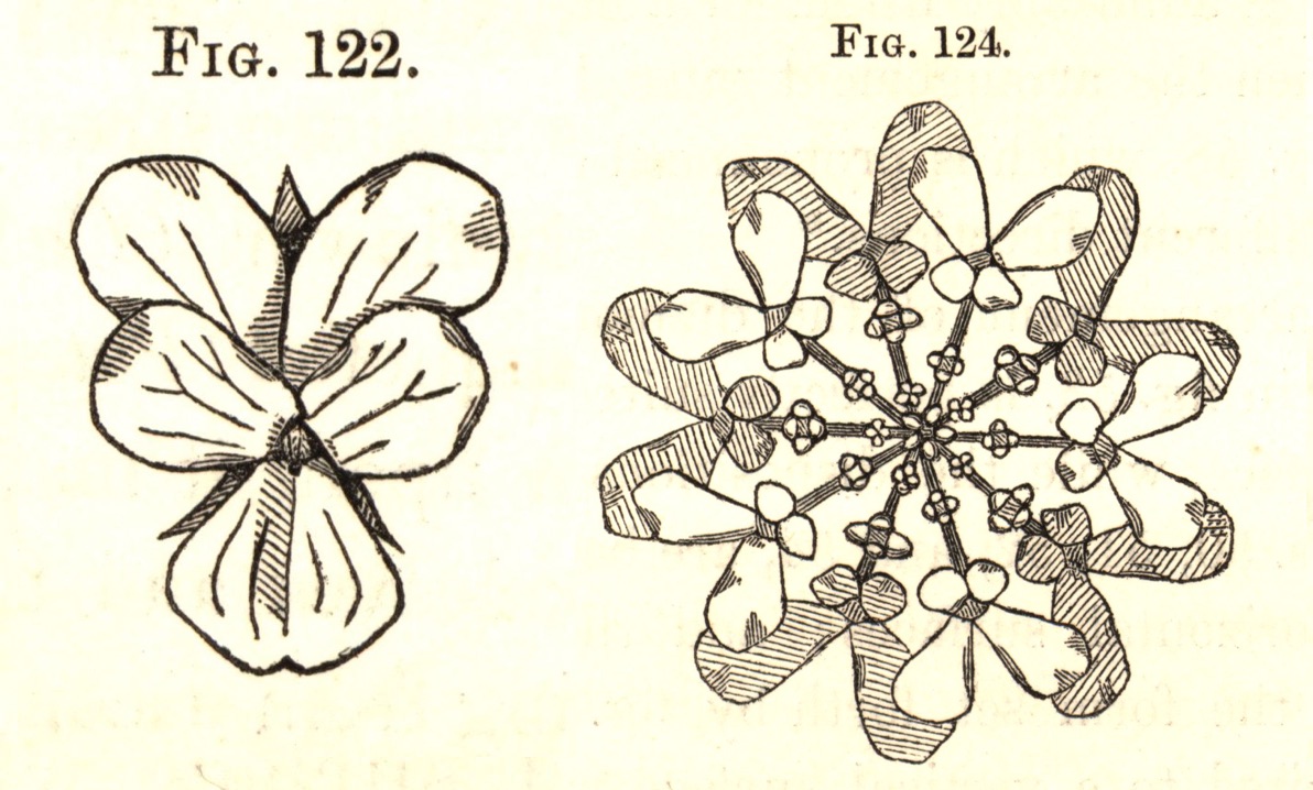 Figure 7. Dresser, illustrations of a violet, a flower that we encounter as a “vertical ornament” with bi-lateral symmetry (left) and a flower we encounter as a “horizontal ornament” with radial symmetry (right). From _The Art of Decorative Design_. Courtesy of the Department of Special Collections, Stanford University Libraries.