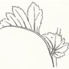Figure 5. A small, membranous leaf structure that grows at the juncture of leaf-stalk and stem, and causes the eye to not fixate on that juncture.