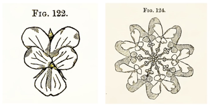 Figure 7. Dresser, illustrations of a violet, a flower that we encounter as a “vertical ornament” with bi-lateral symmetry (left) and a flower we encounter as a “horizontal ornament” with radial symmetry (right). From _The Art of Decorative Design_. Courtesy of the Department of Special Collections, Stanford University Libraries.